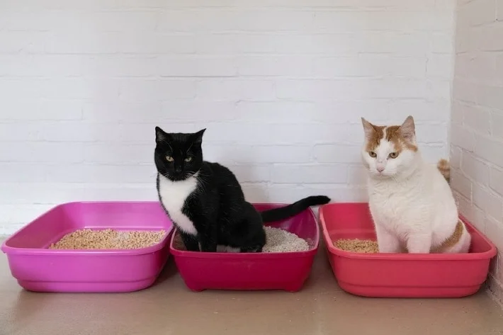 Litter Boxes For 2 Cats