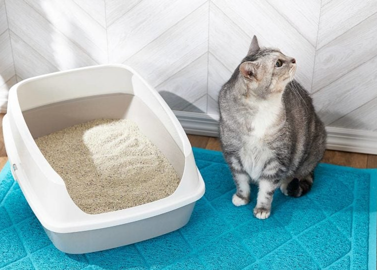 Why is My Cat Missing the Litter Box