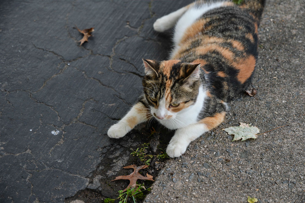 Best 6 Reasons Why is My Cat Missing the Litter Box? Perfect Cat Food