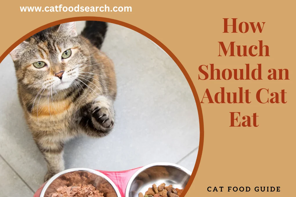 How Much Should an Adult Cat Eat