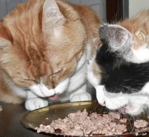 Homemade Cat Food for Vomiting Cats