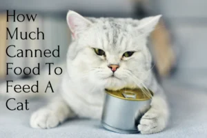 How Much Canned Food To Feed A Cat