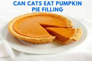 Can Cats Eat Pumpkin Pie Filling