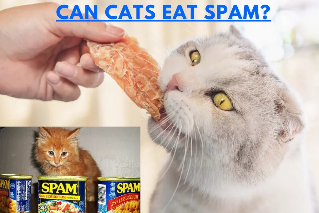 Can Cats Eat Spam