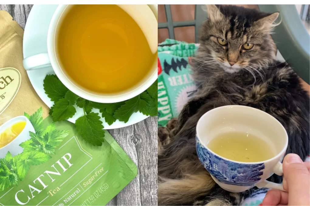 How To Make Catnip Tea For Your Cat