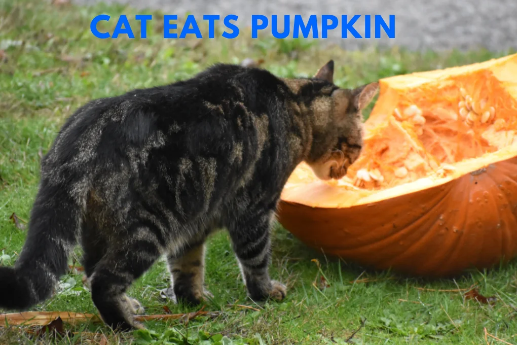 cat eats pumpkin