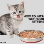 How To Introduce Wet Food To Kittens