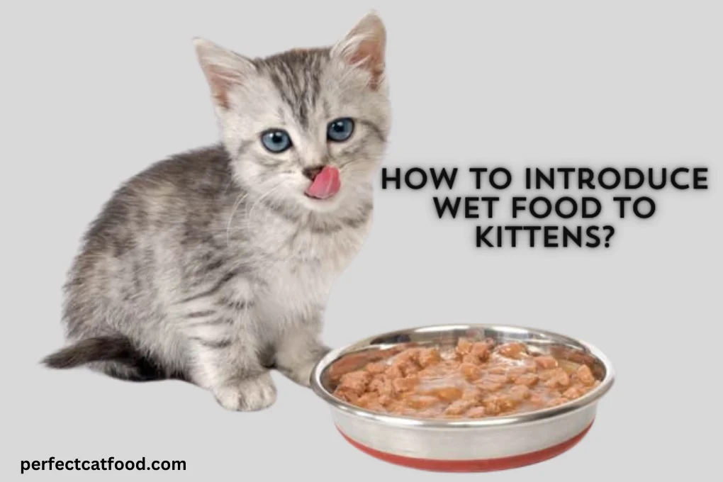 How To Introduce Wet Food To Kittens