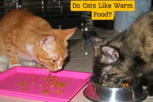 Do Cats Like Warm Food