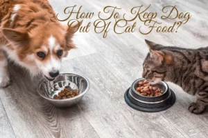 How To Keep Dog Out Of Cat Food
