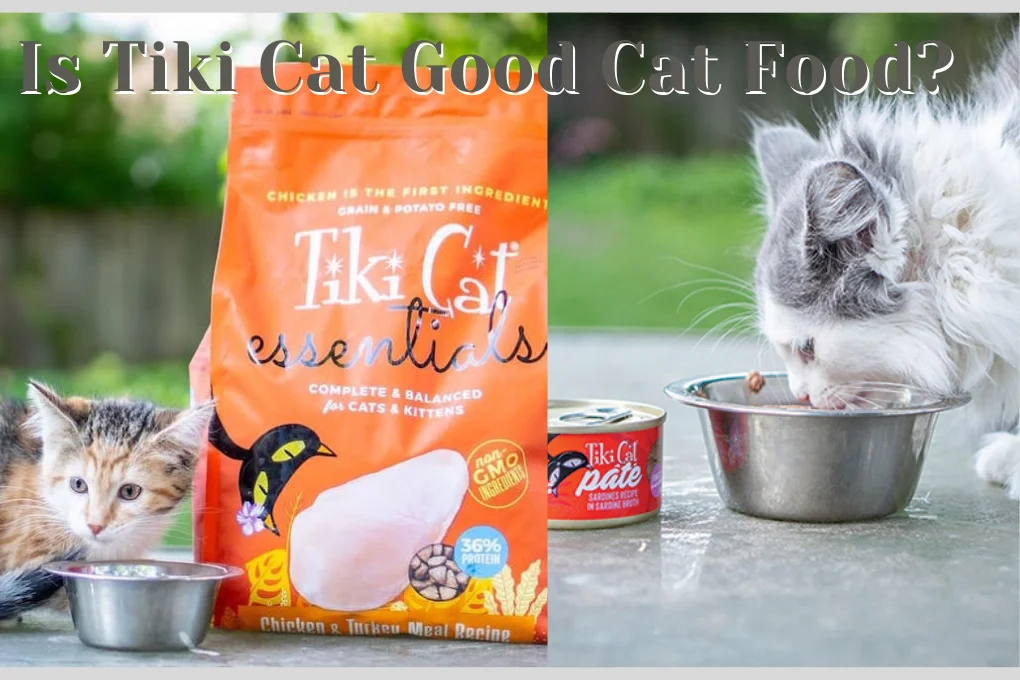 Is Tiki Cat Good Cat Food