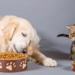 Can a Dog Die From Eating Cat Food