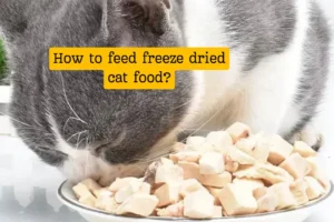How to feed freeze dried cat food